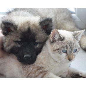 Hvalpe, killinger, reproduktion