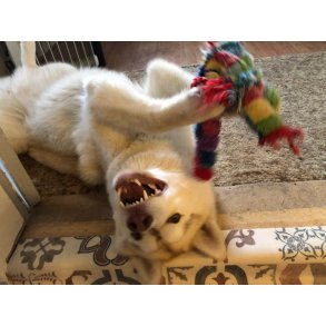 Legetøj og aktivering